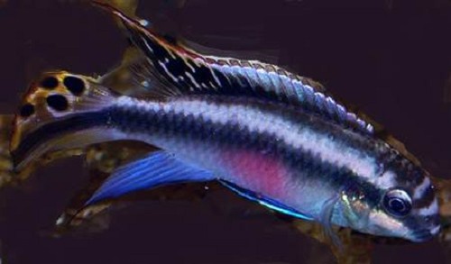 Pelvicachromis pulcher blue 4-5 cm